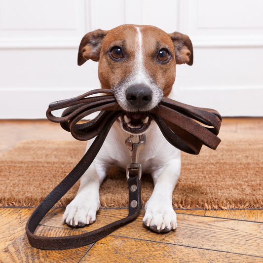 Welche Leine passt zu meinem Hund?