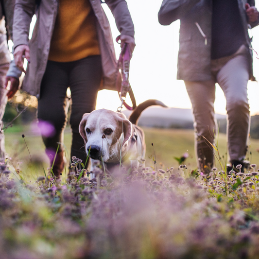 Bellove® – stilvolles Hundezubehör mit Herz