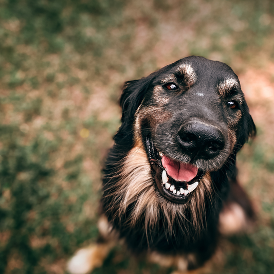 Willkommen bei Bellove – Dein neuer Lieblingsshop für Hundezubehör und stilvolle Accessoires!
