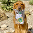 Bild in die Galerie laden, Hundespielzeug „Star Pups Coffee“ – Weiches Plüschspielzeug mit Quietschfunktion 
